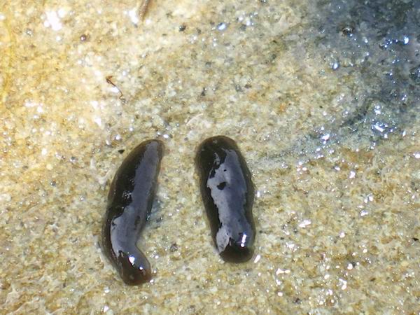 Dugesia sp.